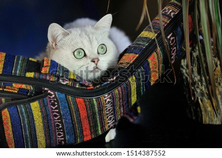 Similar – Grey cat in hammock