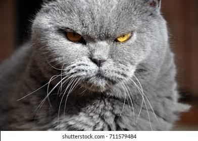 Resentment High Res Stock Images | Shutterstock