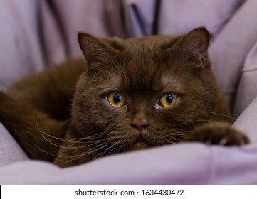 Cinnamon Cat Images Stock Photos Vectors Shutterstock