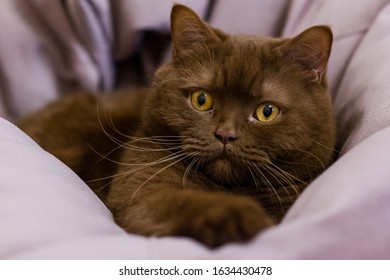 Cinnamon Cat Images Stock Photos Vectors Shutterstock