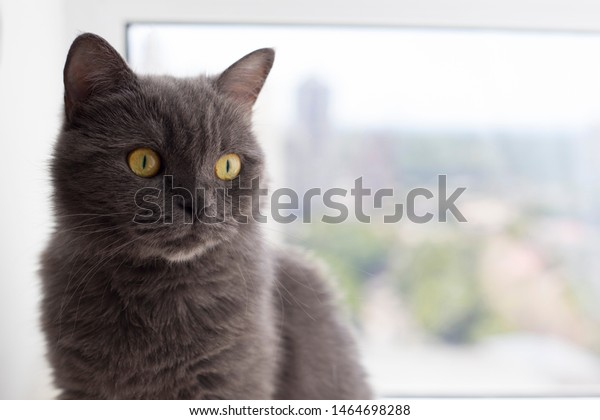 Portrait British Shorthair Cat English Cat Stock Photo Edit Now