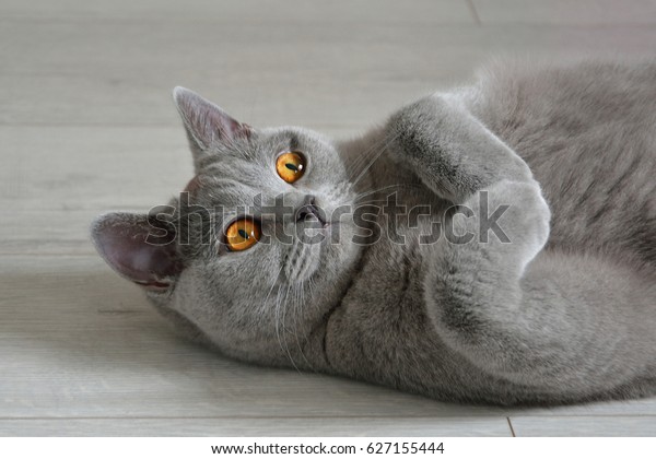 Portrait British Shorthair Cat Expressive Orange Stock Photo Edit