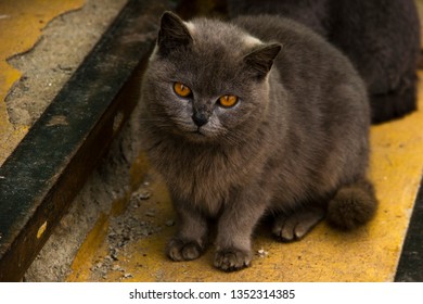 English Breed Cat Images Stock Photos Vectors Shutterstock