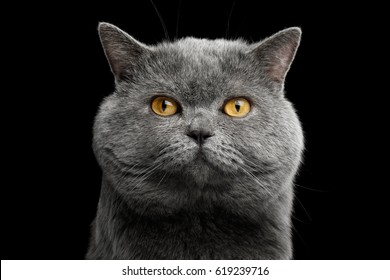 Portrait of British shorthair grey cat with big wide face on Isolated Black background, front view - Powered by Shutterstock