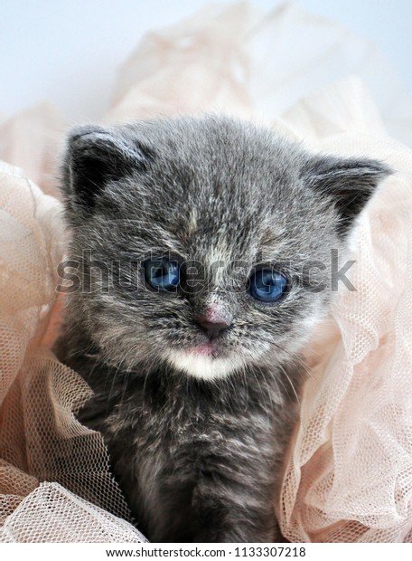 Portrait British Shorthair Kitten Blue Eyes Stock Photo Edit Now