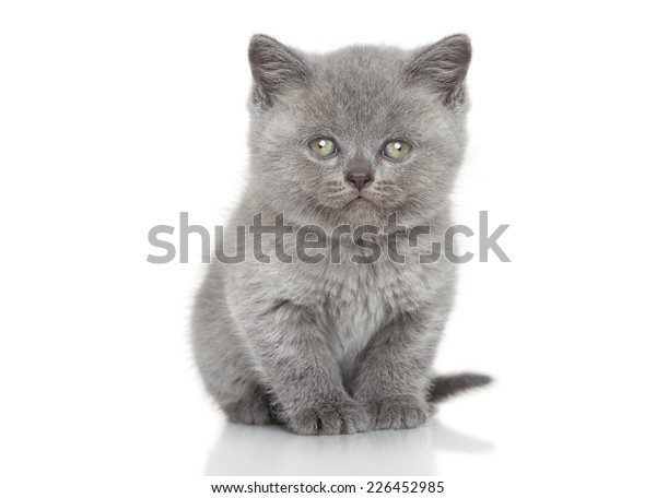 Portrait British Shorthair Kitten Sits Over Stock Photo Edit Now