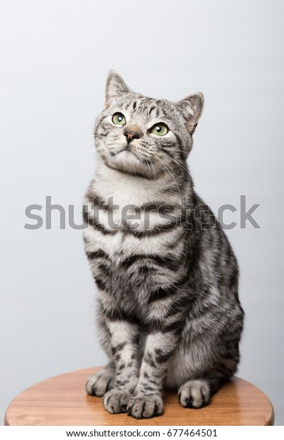 Portrait British Shorthair Silver Tabby Male Stock Image