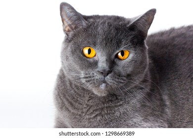 Cat In Front Of White Background Stock Photos Images