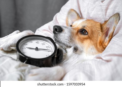 portrait brooding red and white corgi can't wake up from sleep on the bed on its back with alarm clock in paws.   - Shutterstock ID 1597033954