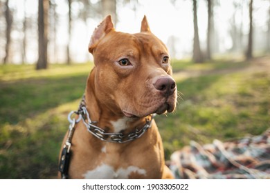 Portrait of brown American pitbull terrier in outdoors in the forest. Best  friend for people
Pet frendly concept

