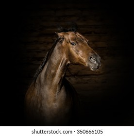 Portrait Of The Brown Angry Horse
