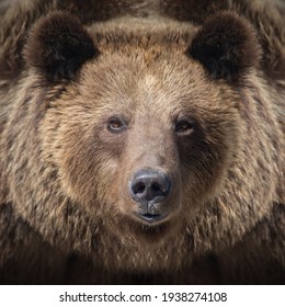 Portrait Brown Bear In The Forest Up Close. Wildlife Scene From Spring Nature. Wild Animal In The Natural Habitat
