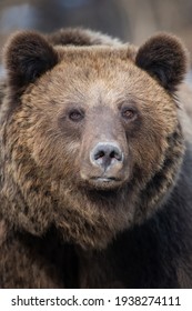 Portrait Brown Bear In The Forest Up Close. Wildlife Scene From Spring Nature. Wild Animal In The Natural Habitat