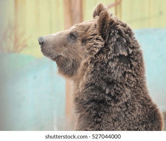        Portrait Of A Brown Bear Side View   