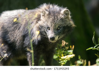 Portrait From A Brown Black Wild Wolverine