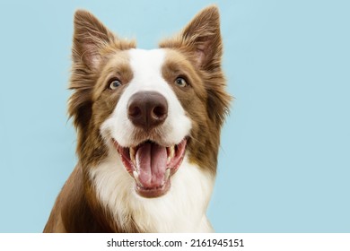 Portrait brown border collie puppy dog with happy expression. Isolated on blue pastel background - Shutterstock ID 2161945151