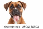 A portrait of brown Boxer dog with a tongue sticking out is smiling. The dog has a black nose and brown eyes, isolated , white background