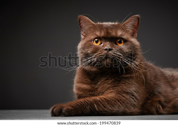 Portrait Brown British Shorthair Cat Studio Stock Photo Edit Now