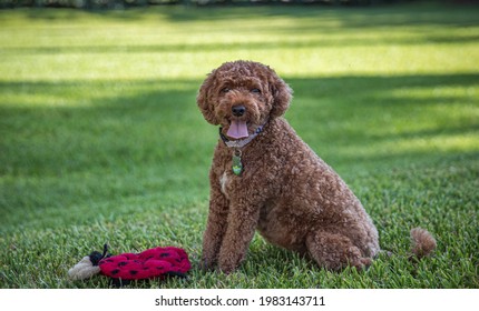 Portrait of a brown cavapoo dog panting and sitting in the grass with a red toy on the ground in front of it