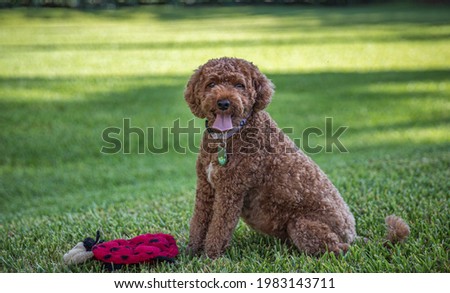 Portrait of a brown cavapoo dog panting and sitting in the grass with a red toy on the ground in front of it