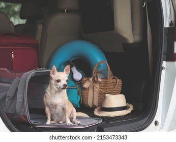 Portrait of brown chihuahua dog  sitting in front of traveler pet carrier bag in car trunk with travel accessories, looking outside. ready to travel. Safe travel with animals.