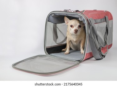 Portrait Of  Brown Chihuahua Dog  Sitting Inside  Traveler Pet Carrier Bag On White Background, Looking At Camera.  Safe Travel With Animals.