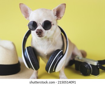 Portrait of  brown chihuahua dog wearing sunglasses and headphones around neck, sitting  with straw hat and camera on yellow background.  Summertime  traveling concept.