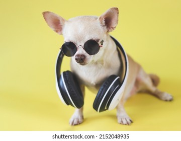 Portrait of  brown chihuahua dog wearing sunglasses and headphones around neck, sitting  on yellow background.  Summertime  traveling concept.