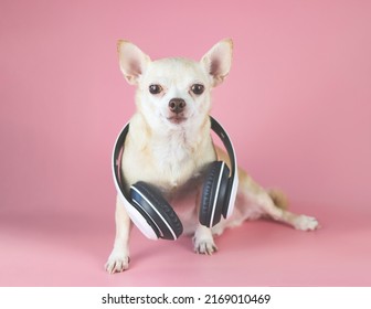 Portrait of  brown chihuahua dog wearing headphones around neck, sitting  on pink background.  Summertime  traveling, music concept.