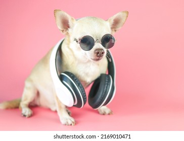 Portrait of  brown chihuahua dog wearing sunglasses and headphones around neck, sitting  on pink background.  Summertime  traveling concept.