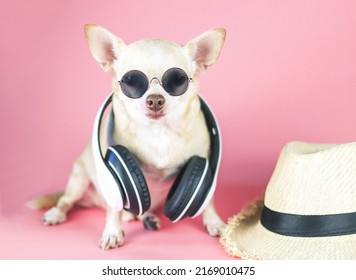 Portrait of  brown chihuahua dog wearing sunglasses and headphones around neck, sitting  on pink background with straw hat.  Summertime  traveling concept.