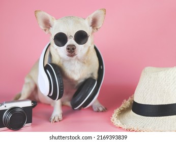 Portrait of  brown chihuahua dog wearing sunglasses and headphones around neck, sitting  on pink background with straw hat and camera. Summertime  traveling concept.