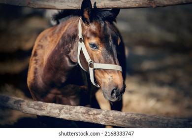 Portrait of a brown colt. The sports foal in a halter in the levada. Nose horse in a halter. Horse muzzle close up. - Powered by Shutterstock