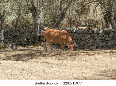 Portrait Of A Brown Cow Grazing On The Dry Grassland