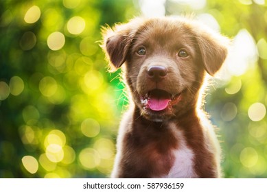 Portrait of brown cute Happy Labrador retriever puppy with sunset bokeh foliage abstract background. Adorable smile dog head shot with green spring tree leaf with copy space to add text.