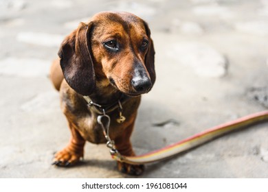 Portrait Of A Brown Daschund Dog