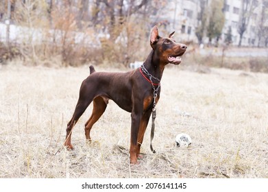 Portrait of a brown doberman. A young Doberman is standing. The dog looks closely. Dog training. Companion dog, guard dog