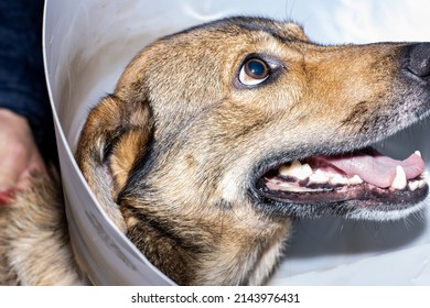 portrait of a brown dog wearing an Elizabethan collar to protect it from a surgical operation