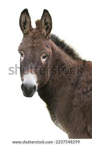 portrait brown donkey isolated on white background
