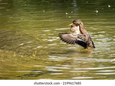 Portrait Of The Brown Duck. Wings Spread. Negative Space.