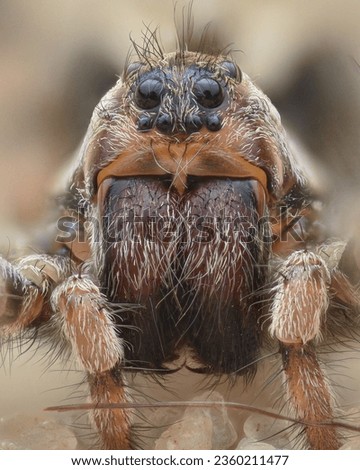Portrait of a brown female Wolf Spider at the beach (sand bear spider, Arctosa perita)