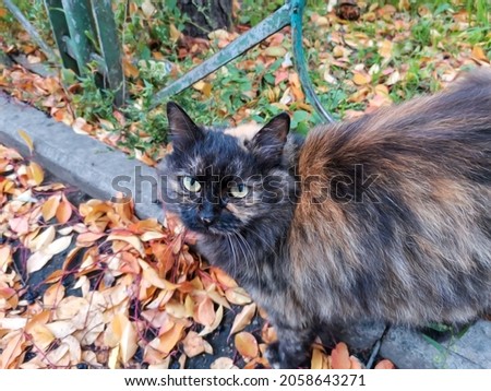 Portrait of a brown fluffy cat sitting on the street. Tortoise shell kitten face