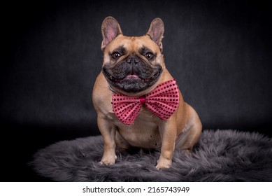 Portrait Of The Brown French Bulldog Dog