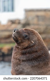 Portrait Of Brown Fur Seal Or Cape Fur Seal