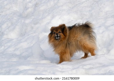 A portrait of a brown half breed dog, standing in a pile of snow.