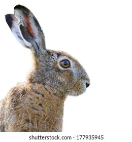 Portrait Of A Brown Hare Isolated On White