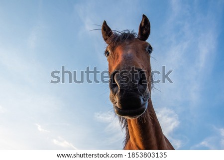 Similar – Image, Stock Photo Curious horse against sky. View from below