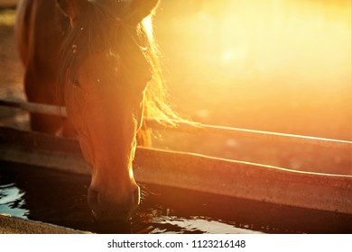 Horse Drinking Water High Res Stock Images Shutterstock