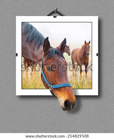 Portrait of brown horse hanging on wall, with  3d illusion that the head is sticking out