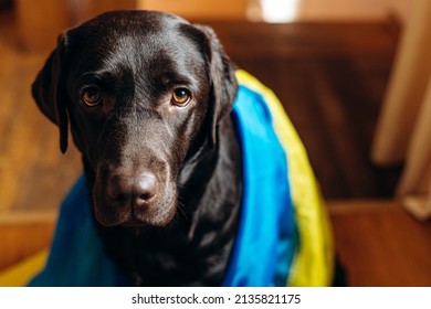 Portrait of the brown Labrador breed dog covers Ukrainian blue and yellow flags need support. Social advertising. Pets refugees help concept 